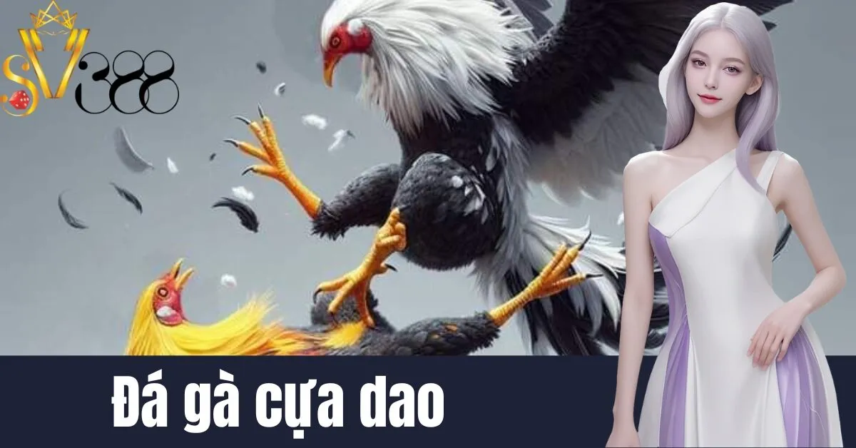 Đá gà cựa dao