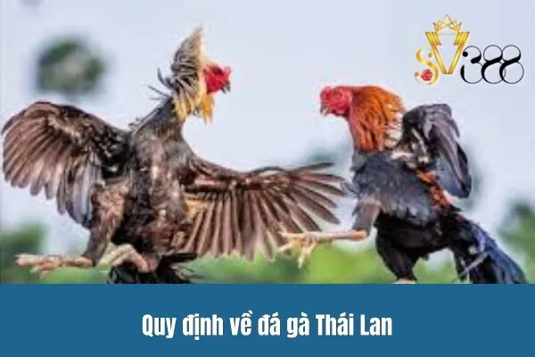 Quy định về đá gà Thái Lan