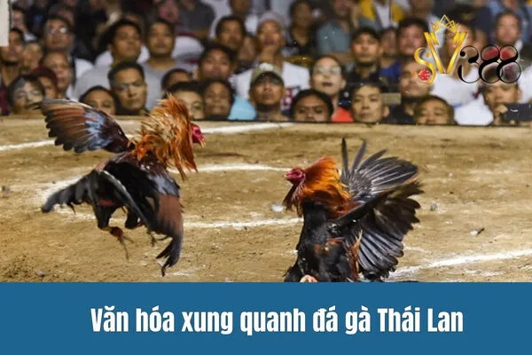 Văn hóa xung quanh đá gà Thái Lan